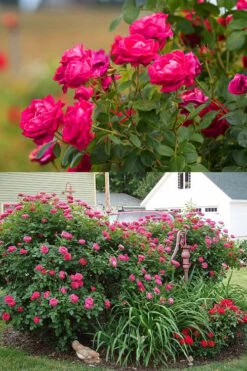 Easy Elegance My Girl Rose - 3 Gallon Pot -Garden Plants Shop rose easy elegance my girl 2g