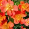 Oso Easy 'Hot Paprika' Rose - 3 Gallon Pot -Garden Plants Shop rose hot paprika 1