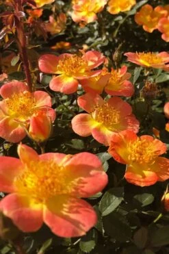 Oso Easy 'Hot Paprika' Rose - 3 Gallon Pot -Garden Plants Shop rose hot paprika 4