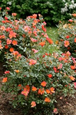 Oso Easy 'Hot Paprika' Rose - 3 Gallon Pot -Garden Plants Shop rose hot paprika 5