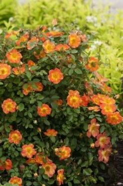 Oso Easy 'Hot Paprika' Rose - 3 Gallon Pot -Garden Plants Shop rose hot paprika 6