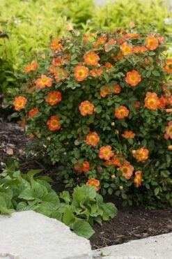Oso Easy 'Hot Paprika' Rose - 3 Gallon Pot -Garden Plants Shop rose hot paprika 7