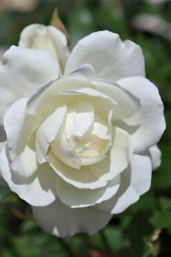 Iceberg Tree Rose - 7 Gallon Pot -Garden Plants Shop rose iceberg 25