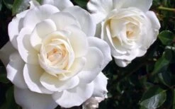 Iceberg Tree Rose - 7 Gallon Pot -Garden Plants Shop rose iceberg 28