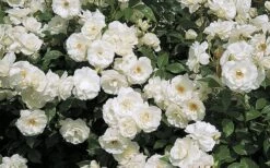 Iceberg Tree Rose - 7 Gallon Pot -Garden Plants Shop rose iceburg 800x500 1