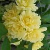 Lady Banks Yellow Rose - 1 Gallon Pot 2 Lady Banks Yellow Rose - 1 Gallon Pot -Garden Plants Shop rose lady banks yellow 29