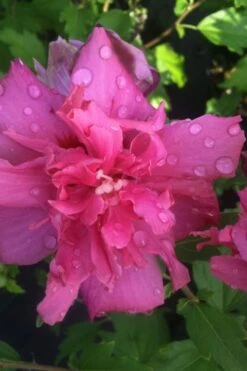 Lucy Rose Of Sharon (Single Trunk Tree) - 7 Gallon Pot (3-4') 12 Lucy Rose Of Sharon (Single Trunk Tree) - 7 Gallon Pot (3-4') -Garden Plants Shop rose of sharon lucy 5