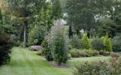 Purple Pillar Rose Of Sharon - 1 Gallon Pot -Garden Plants Shop rose of sharon purple pillar 21