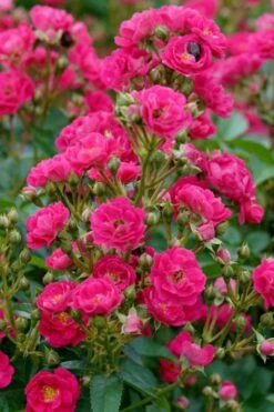 Oso Easy 'Peasy' Rose - 2 Gallon Pot -Garden Plants Shop rose oso easy peasy 2