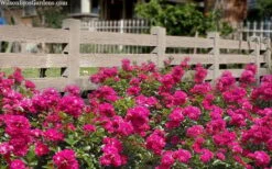 Oso Easy 'Peasy' Rose - 2 Gallon Pot -Garden Plants Shop rose oso easy peasy 6