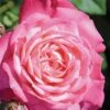Peppermint Pop Rose - 3 Gallon Pot -Garden Plants Shop rose peppermint pop 2