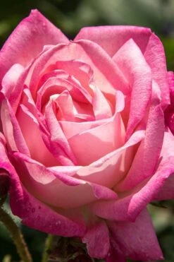 Peppermint Pop Rose - 3 Gallon Pot -Garden Plants Shop rose peppermint pop 3