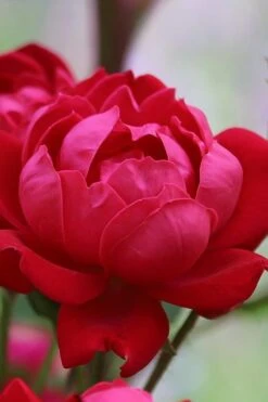 Petite Knock Out Rose - 2 Gallon Pot -Garden Plants Shop rose petite knock out 1