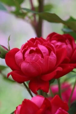 Petite Knock Out Rose - 2 Gallon Pot -Garden Plants Shop rose petite knock out 2