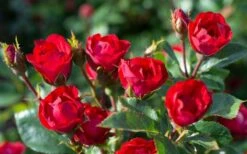 Petite Knock Out Rose - 2 Gallon Pot -Garden Plants Shop rose petite knock out 3