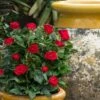 Petite Knock Out Rose - 2 Gallon Pot -Garden Plants Shop rose petite knock out 4