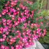 Pink Drift Groundcover Rose - 2 Gallon Pot -Garden Plants Shop rose pink drift 10