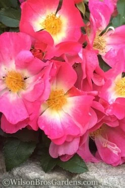 Pink Drift Groundcover Rose - 2 Gallon Pot -Garden Plants Shop rose pink drift 11