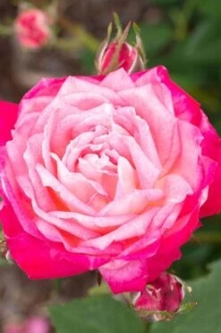 Peppermint Pop Rose - 3 Gallon Pot -Garden Plants Shop rose pop rose 500x750 1