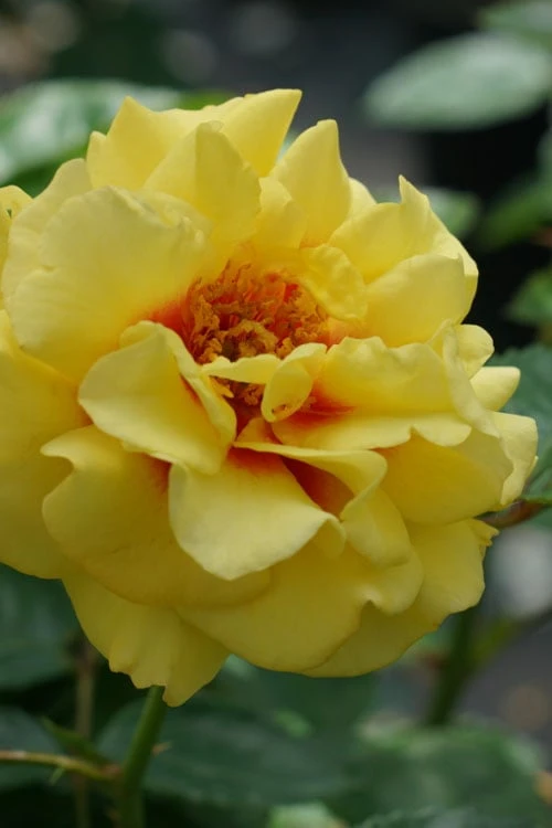 Rise Up Ringo Rose - 3 Gallon Pot 3 Rise Up Ringo Rose - 3 Gallon Pot