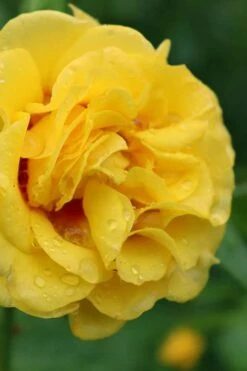 Rise Up Ringo Rose - 3 Gallon Pot 12 Rise Up Ringo Rose - 3 Gallon Pot -Garden Plants Shop rose rise up ringo 3