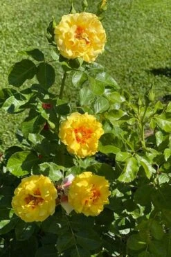 Rise Up Ringo Rose - 3 Gallon Pot 11 Rise Up Ringo Rose - 3 Gallon Pot -Garden Plants Shop rose rise up ringo 5