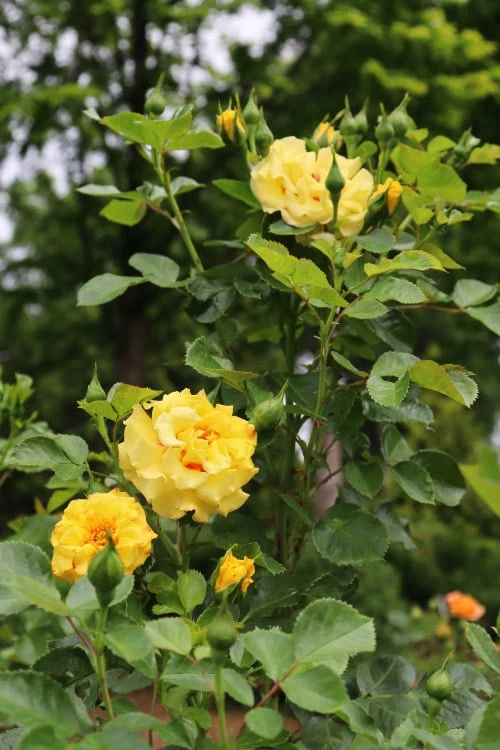 Rise Up Ringo Rose - 3 Gallon Pot 8 Rise Up Ringo Rose - 3 Gallon Pot - Image 6