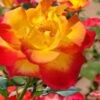 Sunset Horizon Rose - 3 Gallon Pot 2 Sunset Horizon Rose - 3 Gallon Pot -Garden Plants Shop rose sunset horizon 2