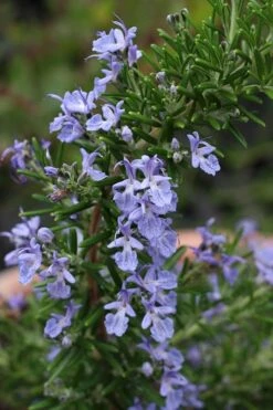 Blue Lagoon Rosemary - 1 Gallon Pot 13 Blue Lagoon Rosemary - 1 Gallon Pot -Garden Plants Shop rosmarinus officinalis blue lagoon rosemary 3