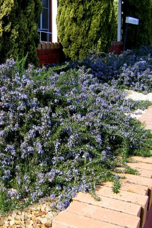 Blue Lagoon Rosemary - 1 Gallon Pot 3 Blue Lagoon Rosemary - 1 Gallon Pot