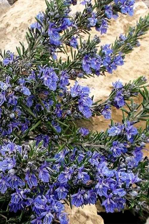 Blue Lagoon Rosemary - 1 Gallon Pot 6 Blue Lagoon Rosemary - 1 Gallon Pot - Image 4