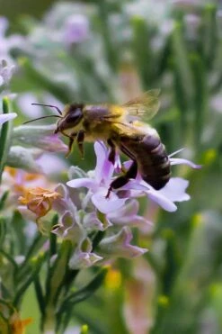 Salem Rosemary - 6 Pack Of Pint Pots 11 Salem Rosemary - 6 Pack Of Pint Pots -Garden Plants Shop rosmarinus officinalis salem rosemary 6
