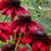 Cherry Brandy Rudbeckia (Black Eyed Susan) - 1 Gallon Pot -Garden Plants Shop rudbeckia cherry brandy 12
