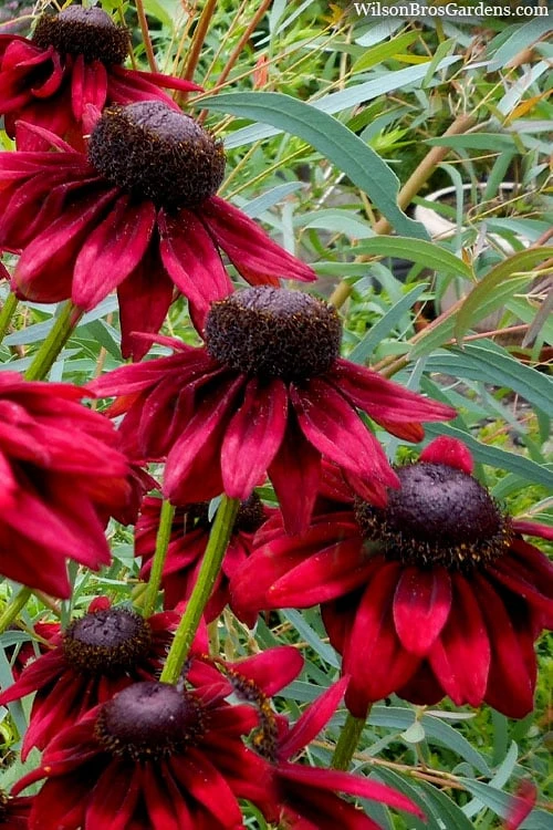 Cherry Brandy Rudbeckia (Black Eyed Susan) - 1 Gallon Pot 3 Cherry Brandy Rudbeckia (Black Eyed Susan) - 1 Gallon Pot