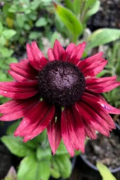 Cherry Brandy Rudbeckia (Black Eyed Susan) - 10" Patio Pot -Garden Plants Shop rudbeckia cherry brandy 13 1