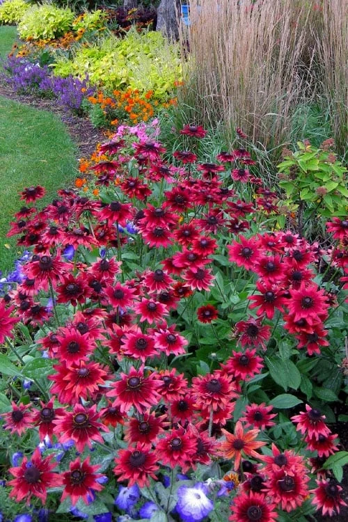 Cherry Brandy Rudbeckia (Black Eyed Susan) - 1 Gallon Pot 6 Cherry Brandy Rudbeckia (Black Eyed Susan) - 1 Gallon Pot - Image 4