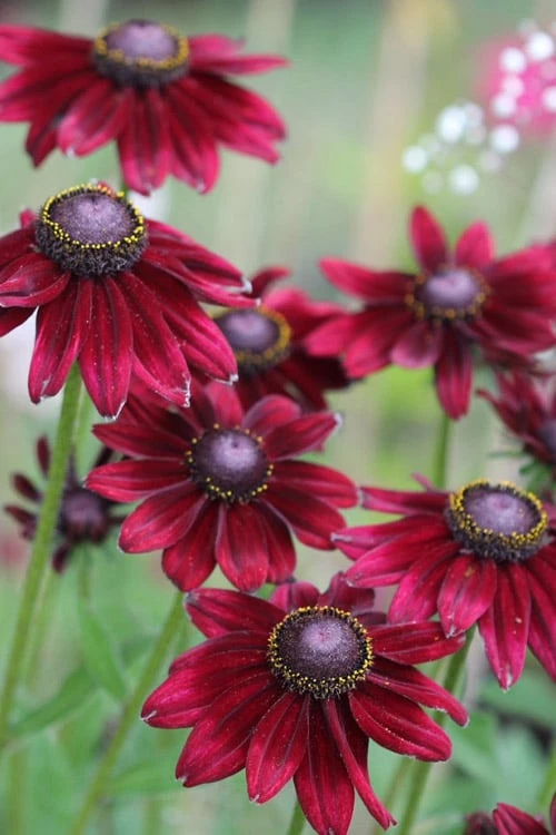 Cherry Brandy Rudbeckia (Black Eyed Susan) - 1 Gallon Pot 8 Cherry Brandy Rudbeckia (Black Eyed Susan) - 1 Gallon Pot - Image 6