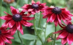 Cherry Brandy Rudbeckia (Black Eyed Susan) - 10" Patio Pot -Garden Plants Shop rudbeckia cherry brandy 2 800x500 2