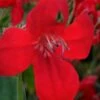 Ragin' Cajun Red Mexican Petunia (Ruellia Elegans) - 1 Gallon Pot 1 Ragin' Cajun Red Mexican Petunia (Ruellia Elegans) - 1 Gallon Pot -Garden Plants Shop ruellia elegans ragin cajun red mexican petunia 1 1