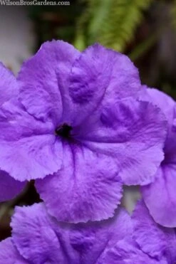 Purple Showers Mexican Petunia - Ruellia - 1 Gallon Pot 11 Purple Showers Mexican Petunia - Ruellia - 1 Gallon Pot -Garden Plants Shop ruellia simplex purple showers mexican petunia 101