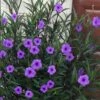 Purple Showers Mexican Petunia - Ruellia - 1 Gallon Pot -Garden Plants Shop ruellia simplex purple showers mexican petunia 102