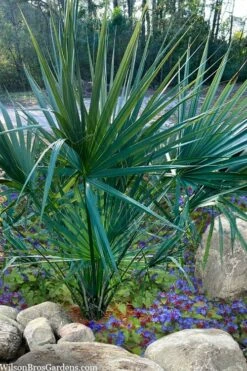 Blue Stem Dwarf Palmetto Palm (Sabal Minor) - 3 Gallon Pot -Garden Plants Shop sabal minor dwarf blue stem palmetto palm 5