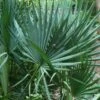 Blue Stem Dwarf Palmetto Palm (Sabal Minor) - 3 Gallon Pot 2 Blue Stem Dwarf Palmetto Palm (Sabal Minor) - 3 Gallon Pot -Garden Plants Shop sabal minor dwarf blue stem palmetto palm 7
