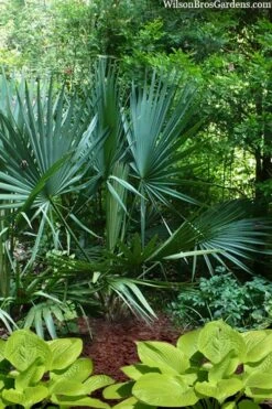 Blue Stem Dwarf Palmetto Palm (Sabal Minor) - 3 Gallon Pot -Garden Plants Shop sabal minor dwarf blue stem palmetto palm 8