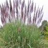 Ravenna Hardy Pampas Grass - 1 Gallon Pot -Garden Plants Shop sacccharum ravennae hardy pampas grass 3