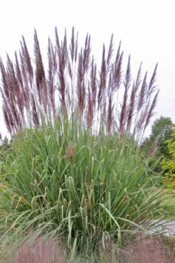 Ravenna Hardy Pampas Grass - 1 Gallon Pot