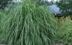Ravenna Hardy Pampas Grass - 1 Gallon Pot -Garden Plants Shop sacccharum ravennae hardy pampas grass 4