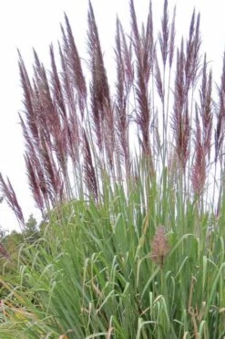 Ravenna Hardy Pampas Grass - 1 Gallon Pot -Garden Plants Shop sacccharun ravennae hardy pampas grass 2