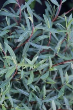 Dwarf Blue Arctic Willow Bush (Salix Purpurea 'Nana') - 2 Gallon Pot 16 Dwarf Blue Arctic Willow Bush (Salix Purpurea 'Nana') - 2 Gallon Pot -Garden Plants Shop salix purpurea dwarf blue arctic willow 19 1