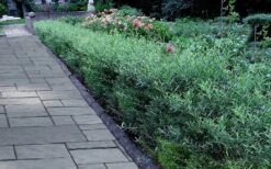 Dwarf Blue Arctic Willow Bush (Salix Purpurea 'Nana') - 1 Gallon Pot -Garden Plants Shop salix purpurea dwarf blue arctic willow 3 2